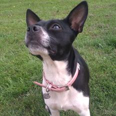 Blanding af racer Pusle