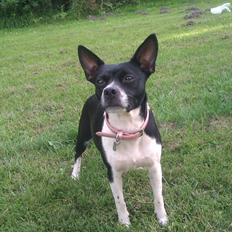 Blanding af racer Pusle