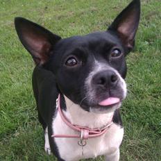 Blanding af racer Pusle