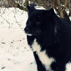 Islandsk fårehund Pil