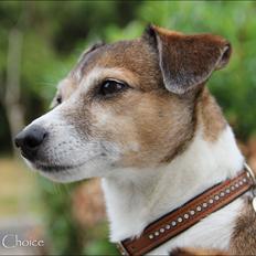 Jack russell terrier Amy