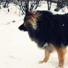Islandsk fårehund Godrumgaards Skessa