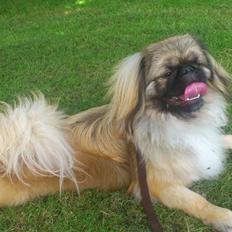 Pekingeser Sigurd