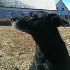 Blanding af racer Chili