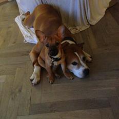 Blanding af racer McLovin