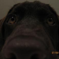 Labrador retriever *Chimbi*