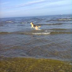 Blanding af racer Jack