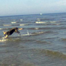 Blanding af racer Jack