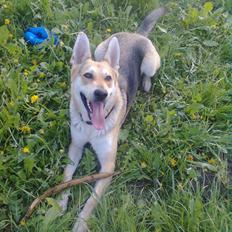 Blanding af racer Jack