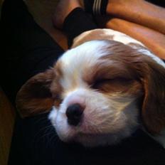 Cavalier king charles spaniel Tulle