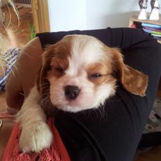Cavalier king charles spaniel Tulle