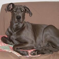 Grand danois Fifi (Grand Apso Blue Isolde)