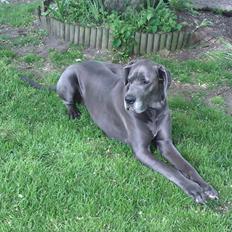 Grand danois Bamse (Grand Apso Blue Whisky)