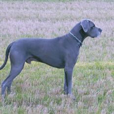 Grand danois Bamse (Grand Apso Blue Whisky)