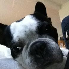 Fransk bulldog Frida