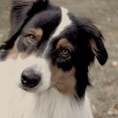 Australian shepherd Cash (Cassie)