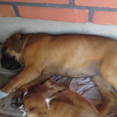 Boxer Skovhøjs Maja