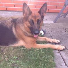 Schæferhund Studsdal Ulme