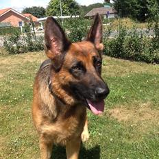 Schæferhund Studsdal Ulme