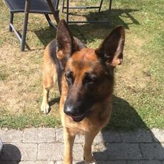 Schæferhund Studsdal Ulme