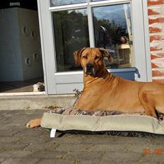 Rhodesian ridgeback Kuzonga's a Lion ( Leon )<3 <3 R.I.P. :''-(