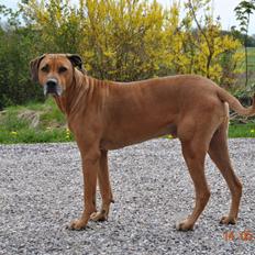 Rhodesian ridgeback Kuzonga's a Lion ( Leon )<3 <3 R.I.P. :''-(