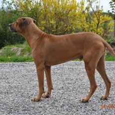 Rhodesian ridgeback Kuzonga's a Lion ( Leon )<3 <3 R.I.P. :''-(