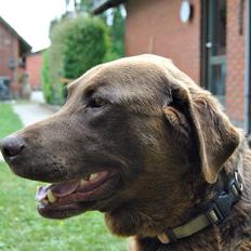 Labrador retriever Buller ~ R.I.P. 26 Nov. 2013 ~