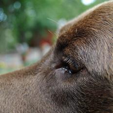 Labrador retriever Buller ~ R.I.P. 26 Nov. 2013 ~