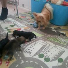 Blanding af racer Chicco