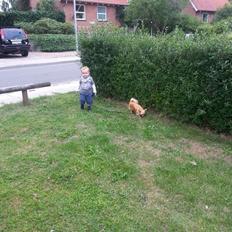 Blanding af racer Chicco