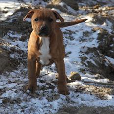 Staffordshire bull terrier Charlie
