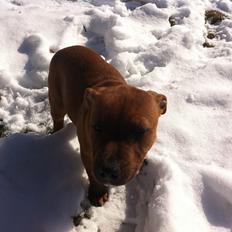 Staffordshire bull terrier Charlie