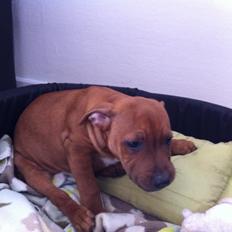 Staffordshire bull terrier Charlie