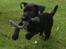 Patterdale terrier Mr. Nuttall