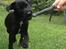 Patterdale terrier Mr. Nuttall