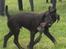 Patterdale terrier Mr. Nuttall