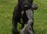 Patterdale terrier Mr. Nuttall