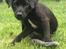 Patterdale terrier Mr. Nuttall