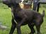 Patterdale terrier Mr. Nuttall