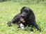Curly coated retriever Balto (RIP)