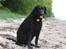Curly coated retriever Balto (RIP)
