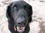Curly coated retriever Balto (RIP)