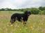 Curly coated retriever Balto (RIP)