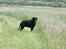 Curly coated retriever Balto (RIP)