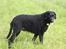 Curly coated retriever Balto (RIP)