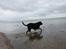 Curly coated retriever Balto (RIP)