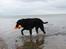 Curly coated retriever Balto (RIP)