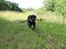 Curly coated retriever Balto (RIP)