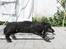Curly coated retriever Balto (RIP)